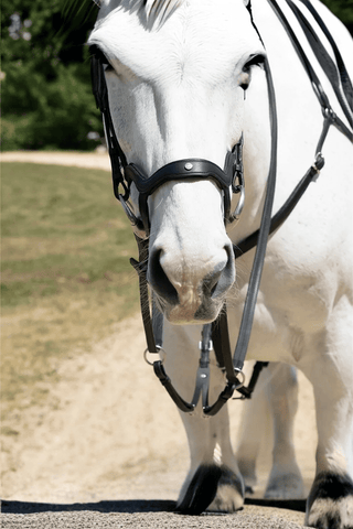 Antares Träns Precision Y-Nosgrimma