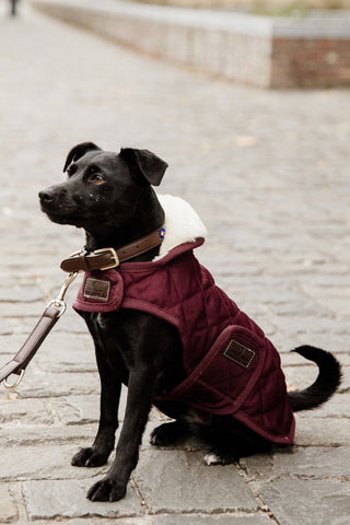 Oryginalna derka dla psa 160g