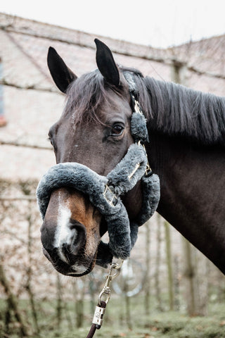 Licol en Peau de Mouton Gris